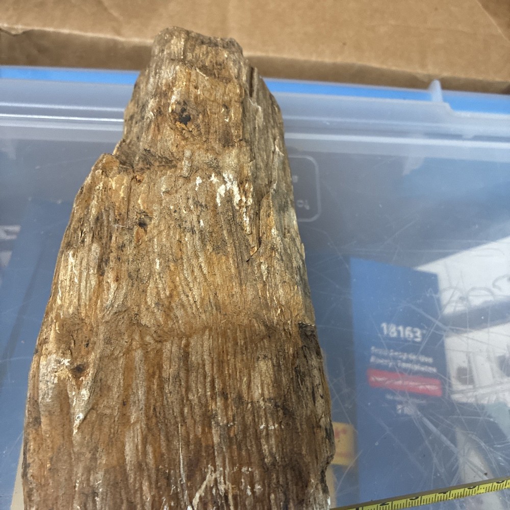 petrified wood rough