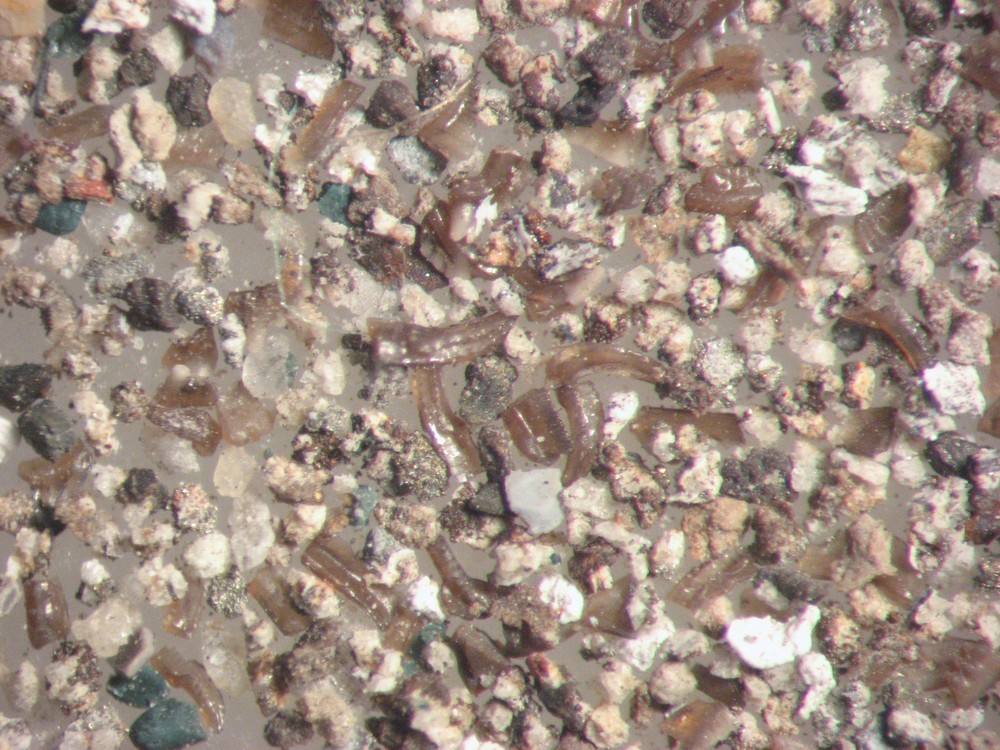 Devonian Conodont microfossil matrix sample LOWER Beechwood Limestone rich