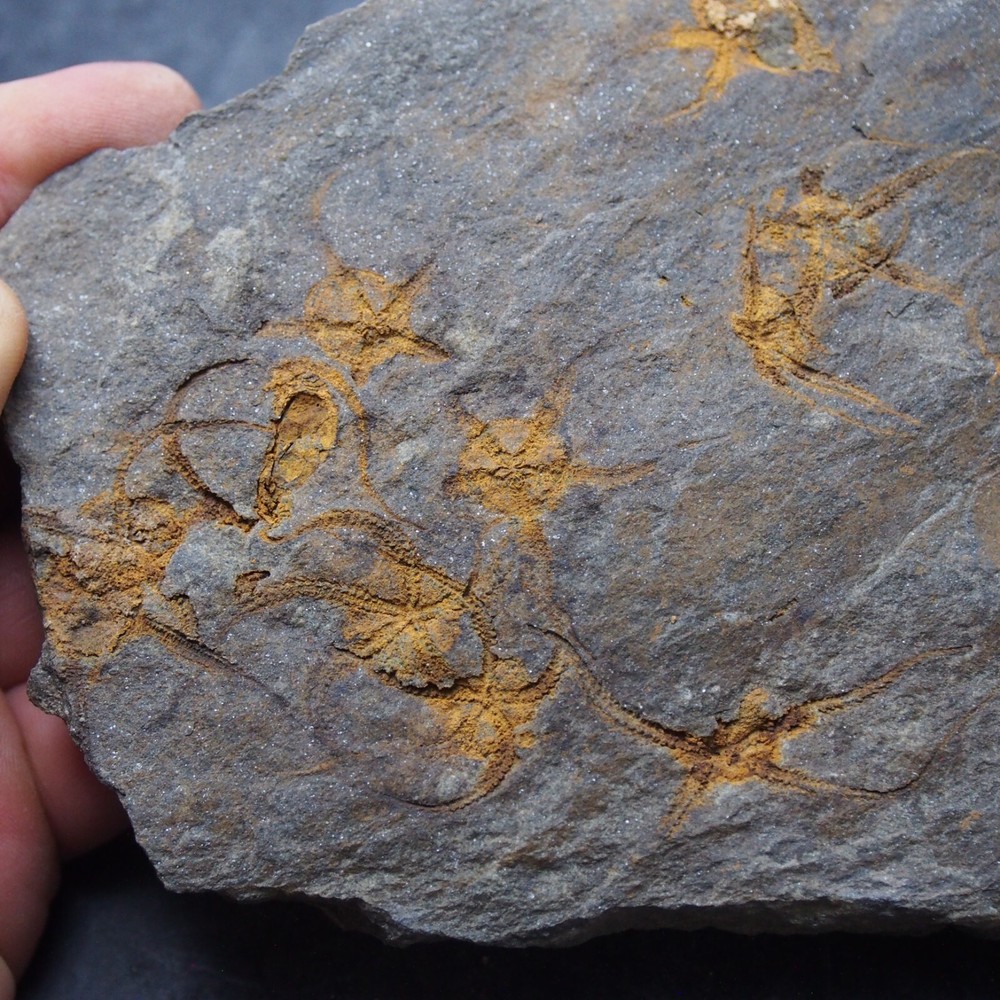 Edrioasteroid Protaster sp. Echinoderms Ordovician Fossil Fossilien
