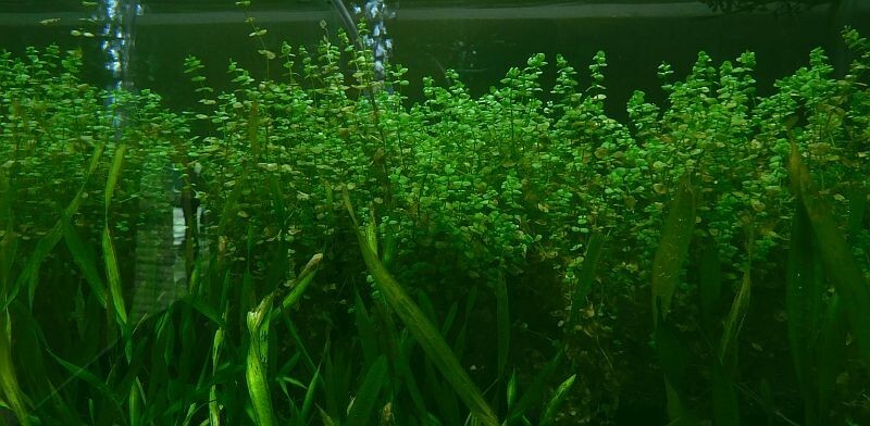 36 bunch plants, well over 100 stems
