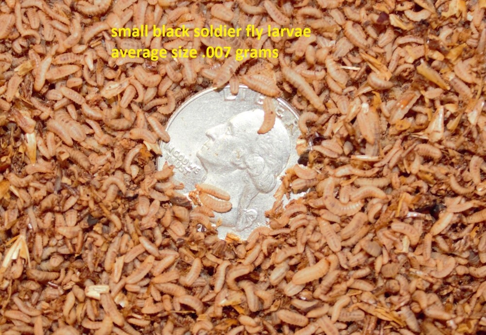 Live Black Soldier Fly Larvae small size