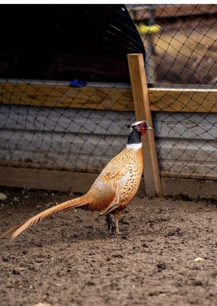 12+ Ringneck Pheasant Color Combo Hatching Eggs
