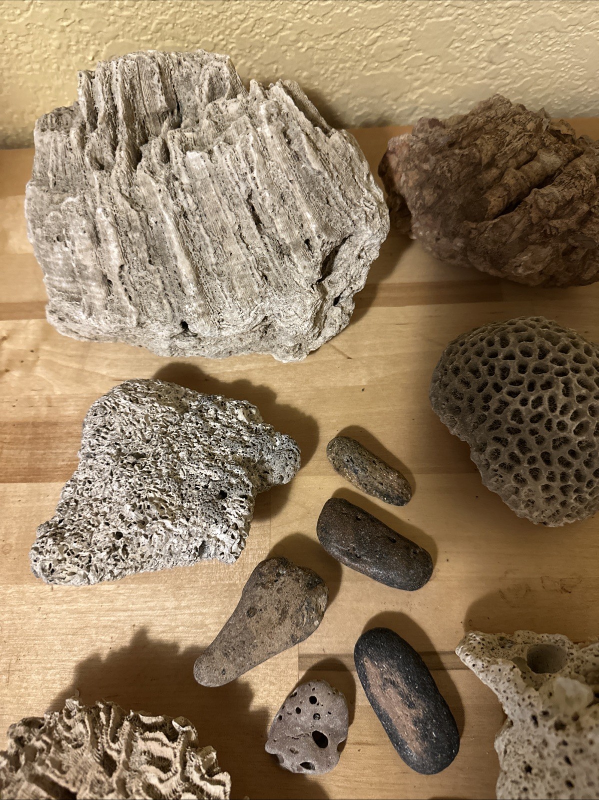 Sea life Coral Fossil Rock Wood Specimen Urchin Geology Shells Coastal Lot