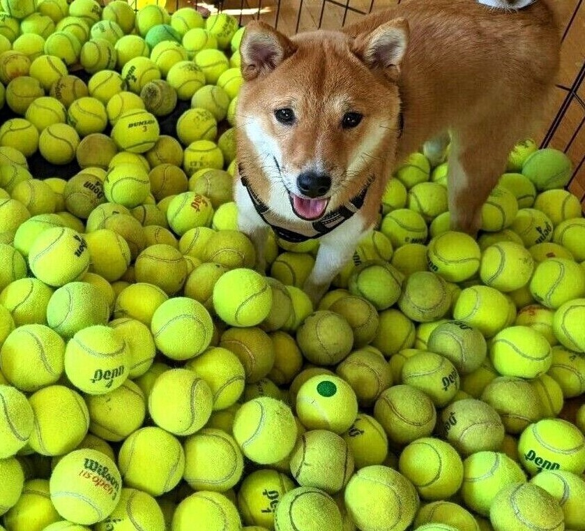 100 Low Cost Used Tennis Balls - Free, Fast Shipping- 10% discount bulk purchase