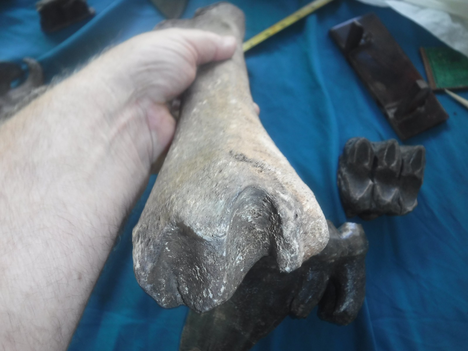 Ice Age Fossil Femur Bone with Butcher Mark?