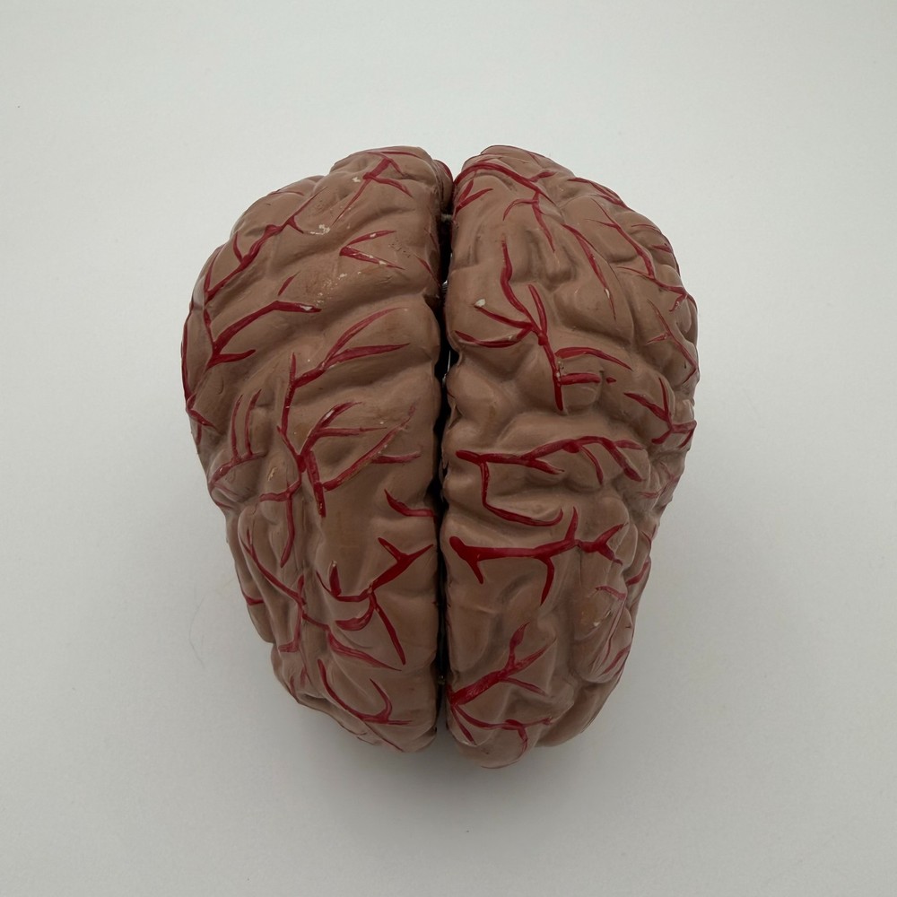 Anatomically Accurate Human Brain Model Anatomy Science Teaching