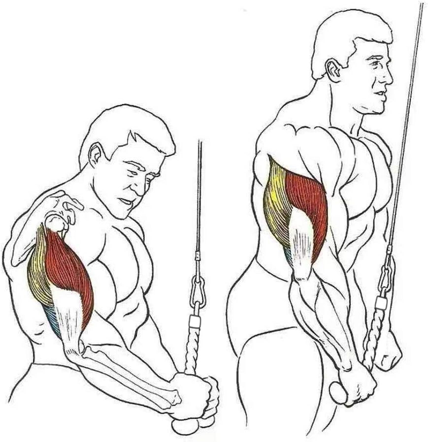 Pull down Rope Single Grip Tricep Bicep Exercise Attachment for Cable