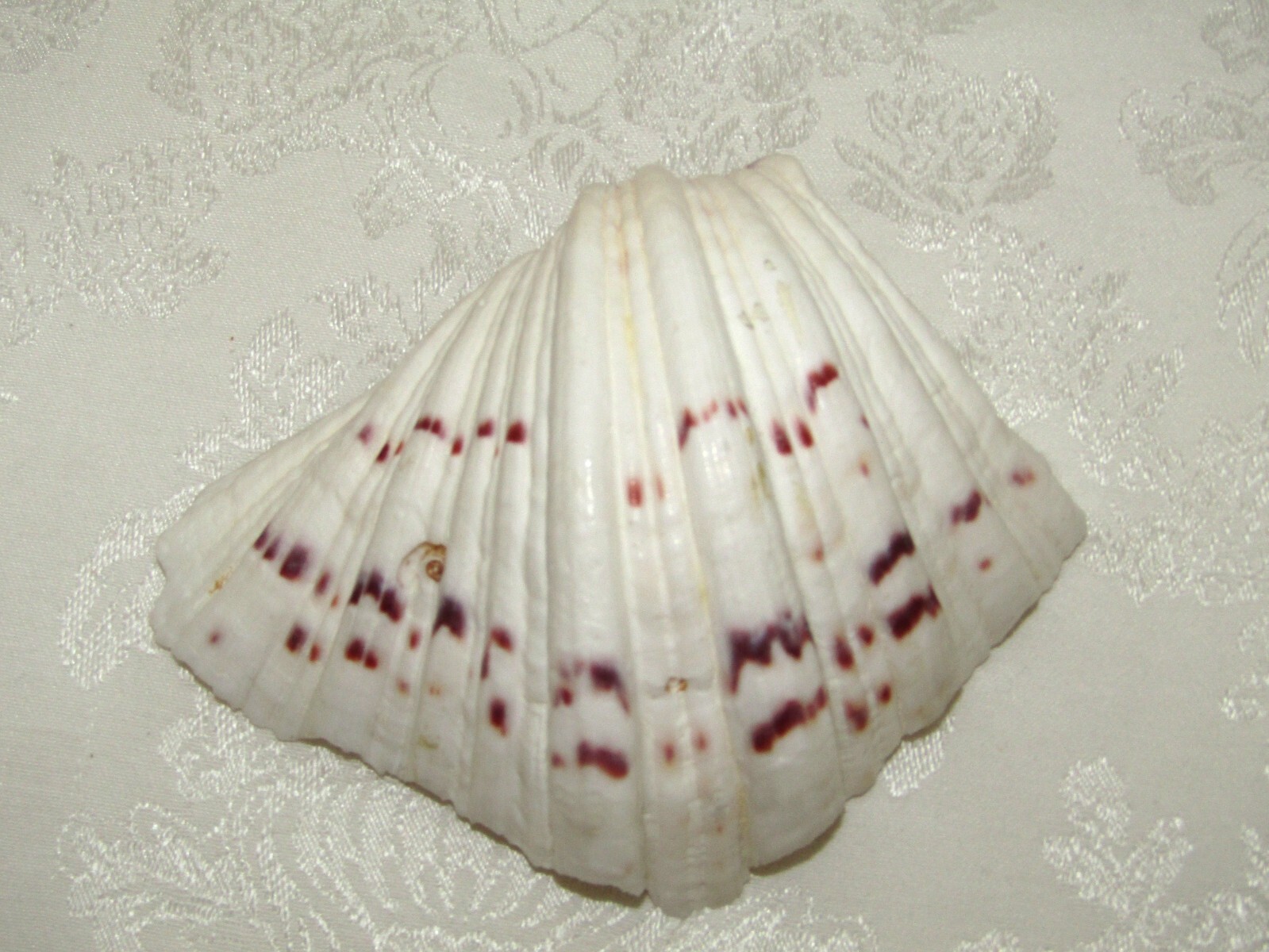 Genuine Bear Paw Hippopus Clam 6.5" x 5.5" Seashell EUC