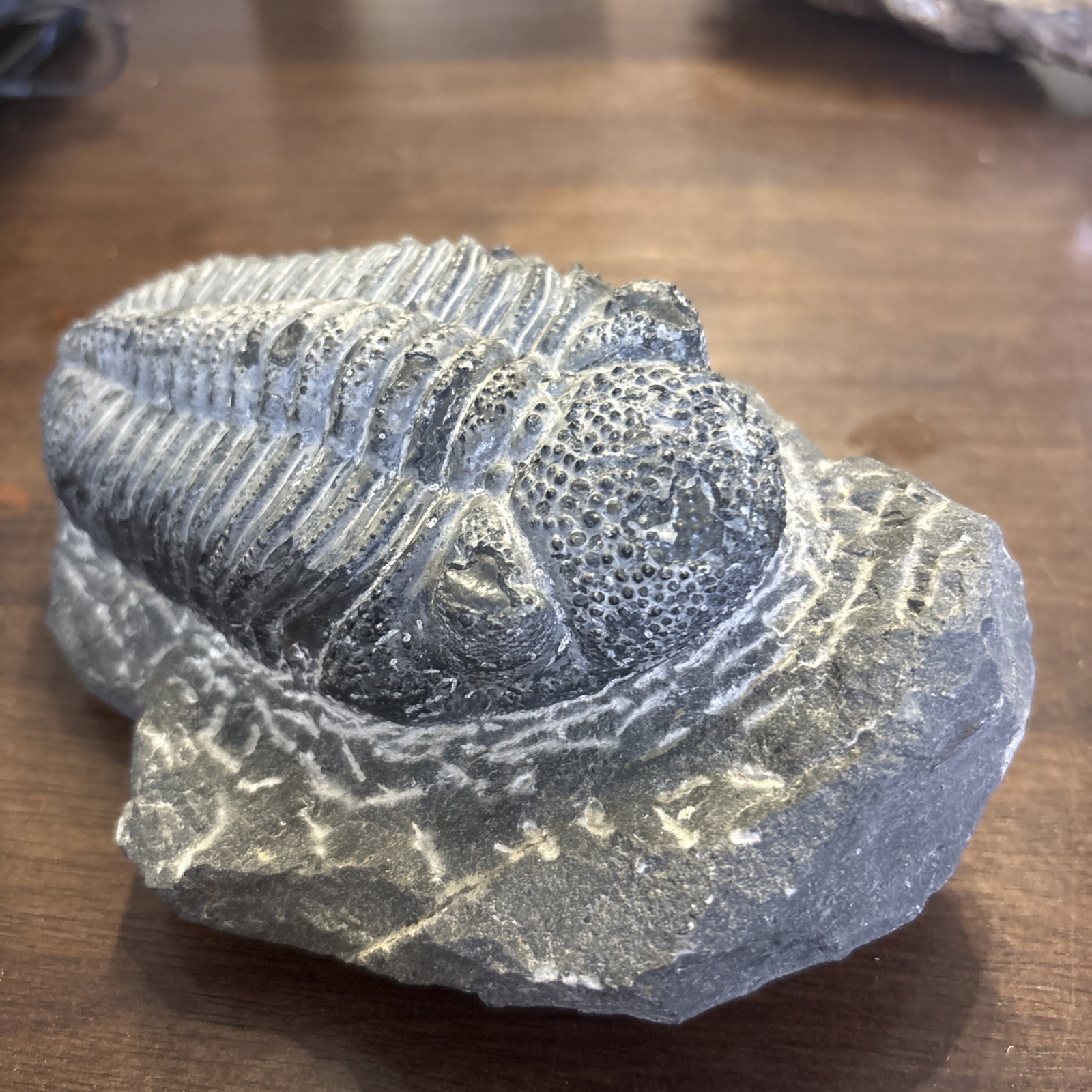 Trilobite In Matrix Paleozoic Fossil 300 Million Yrs Large