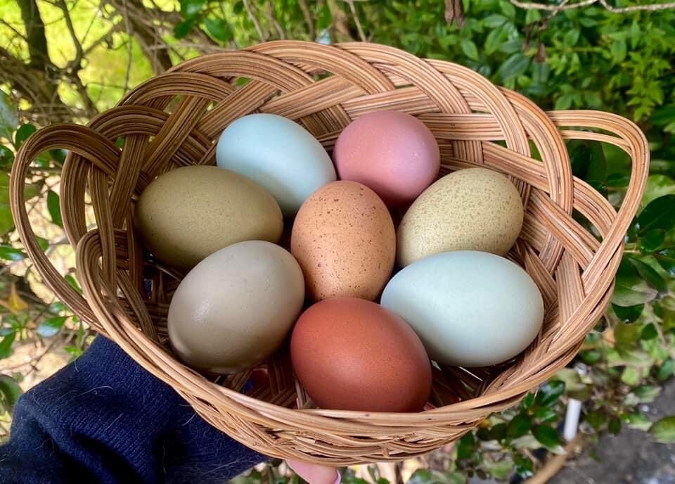 12 Rainbow chicken hatching eggs| Healthy Flock