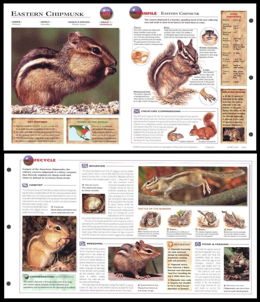 Fold-Out Sheet - Eastern Chipmunk - 114