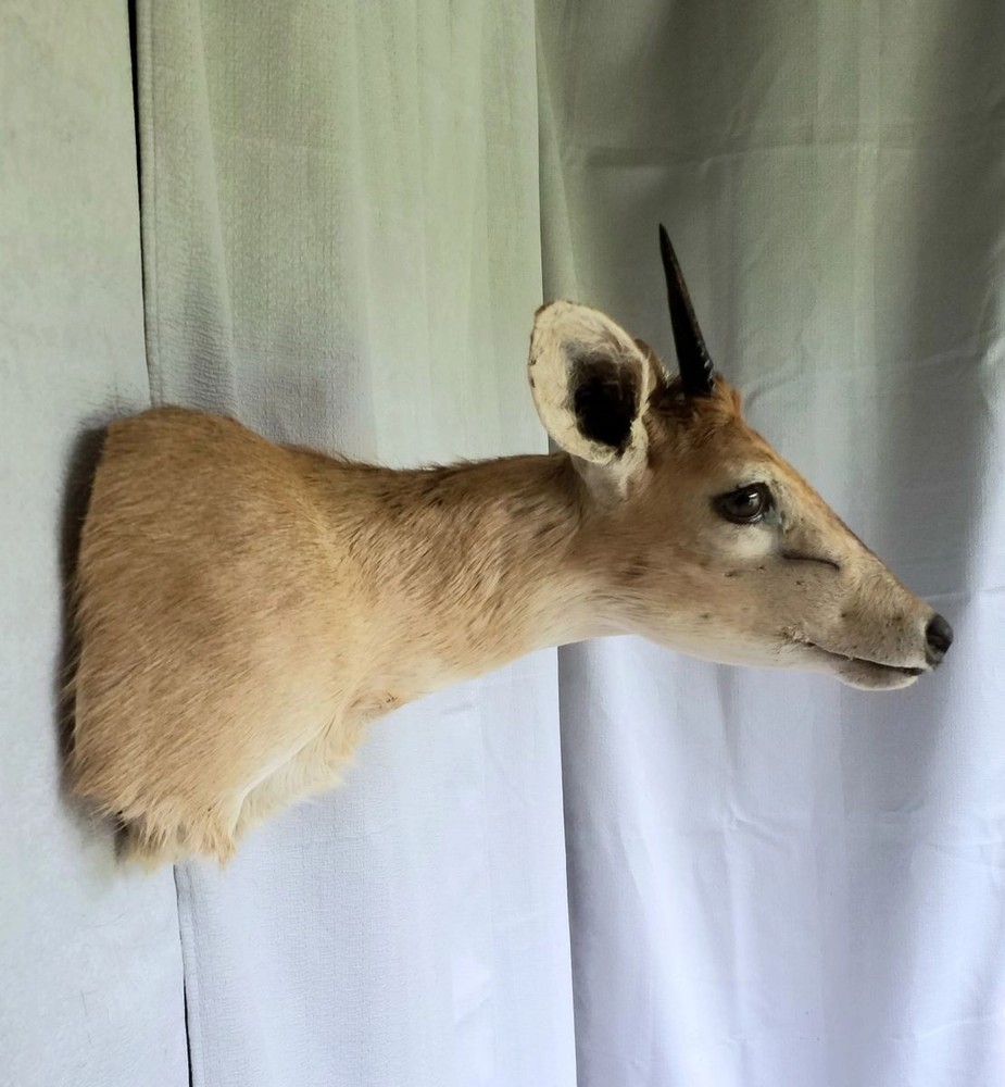 Duiker - Unusual Side-Sneak Pose
