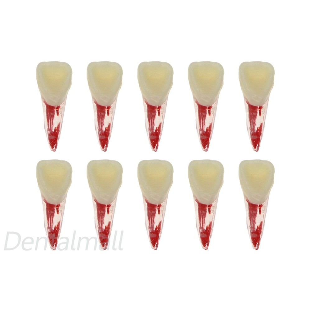 10 Size Dental Root Canal Practice Model Teeth for Pulp Study RCT Endo File