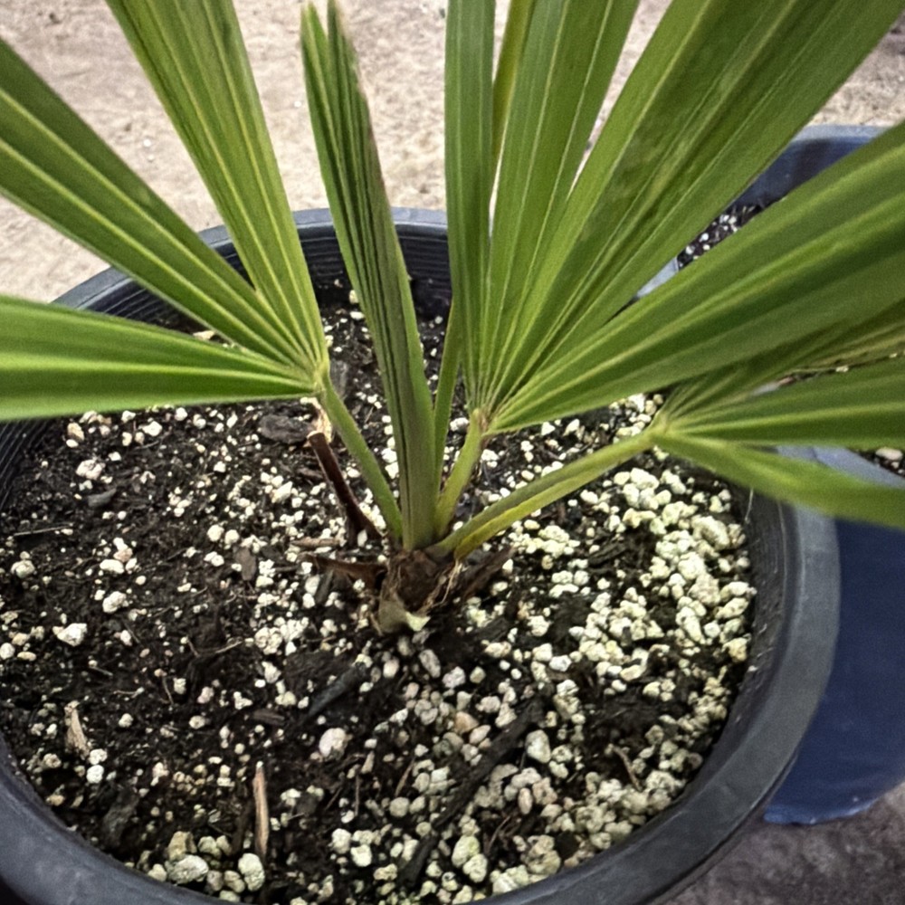 Windmill Palm 1 Gallon Pot 4 Pack