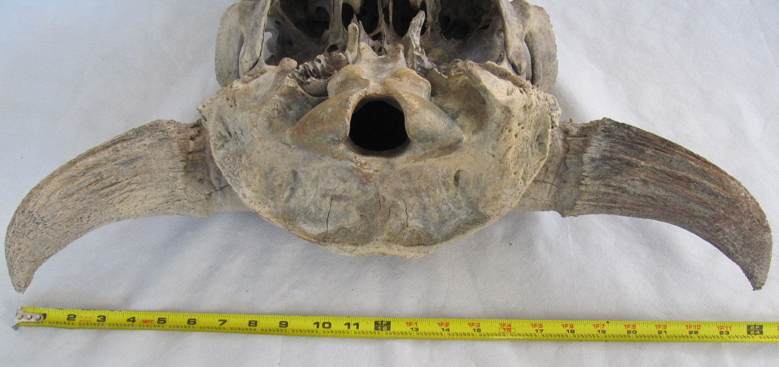 Buffalo Skull Bison Native American Natural History Old Fossil Artifact Decor