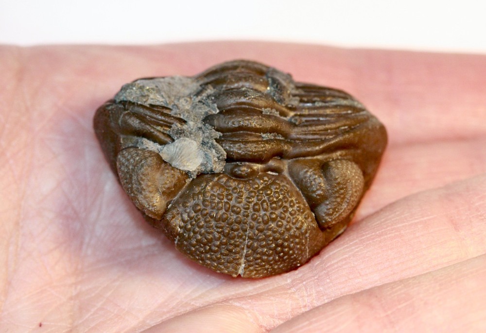 Eldredgeops rana from Paulding, Ohio