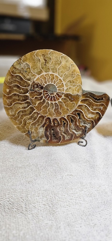 Ammonite Natural Pair