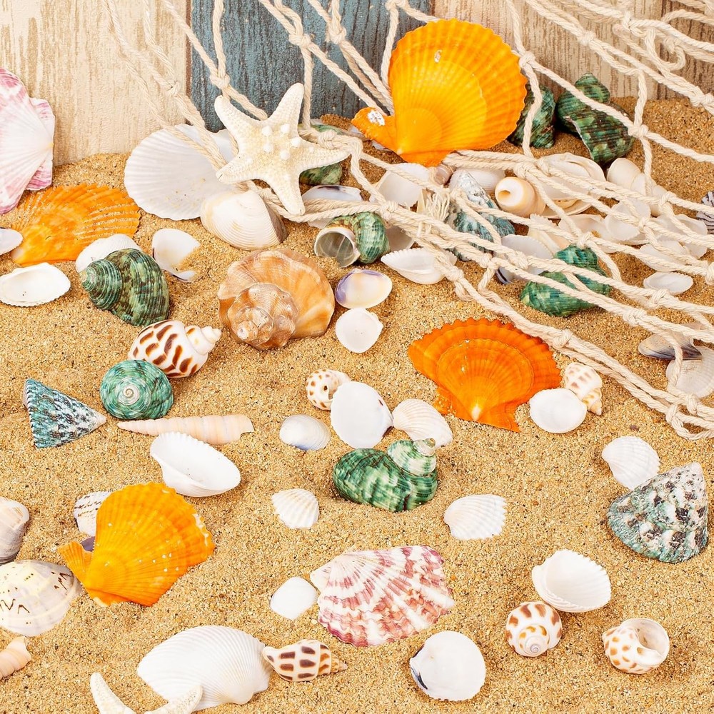 Natural Sea Shell Mixed Ocean Shells Set - 0.8"-2.5" Various Sizes Seashell Conc