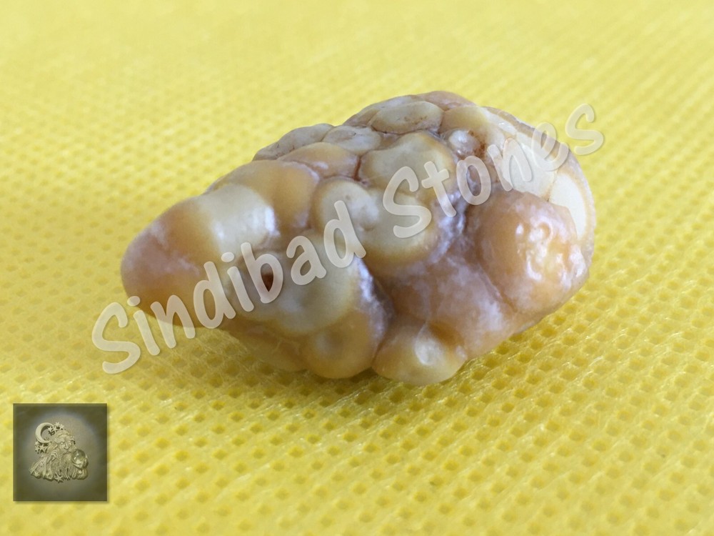 Snake Vomit - For all life matters  زوعة الحية, الثعبان - شامل لجميع امور الحياة