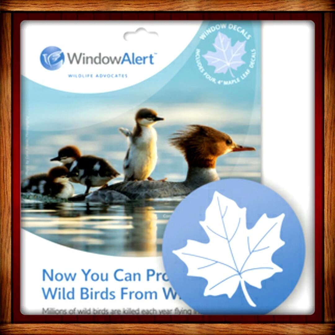 Window Alert ANTI-COLLISION CLINGS MAPLE LEAF DECALS PREVENT WINDOW STRIKES
