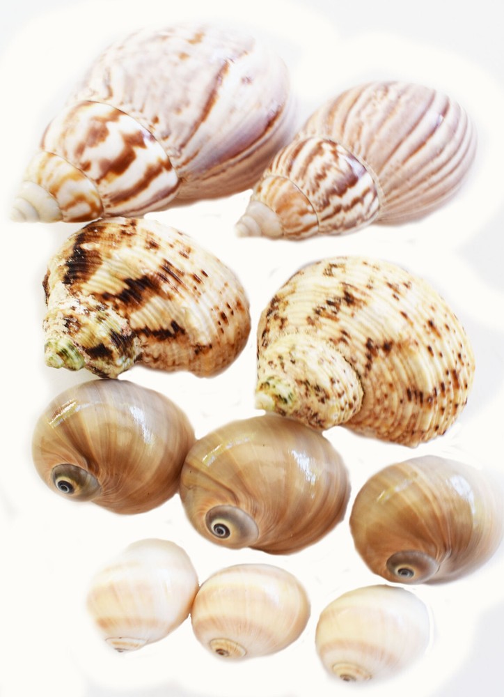 10 Hermit Crab Changing Shell Set Medium Size Select Turbo / Land Snail Shells