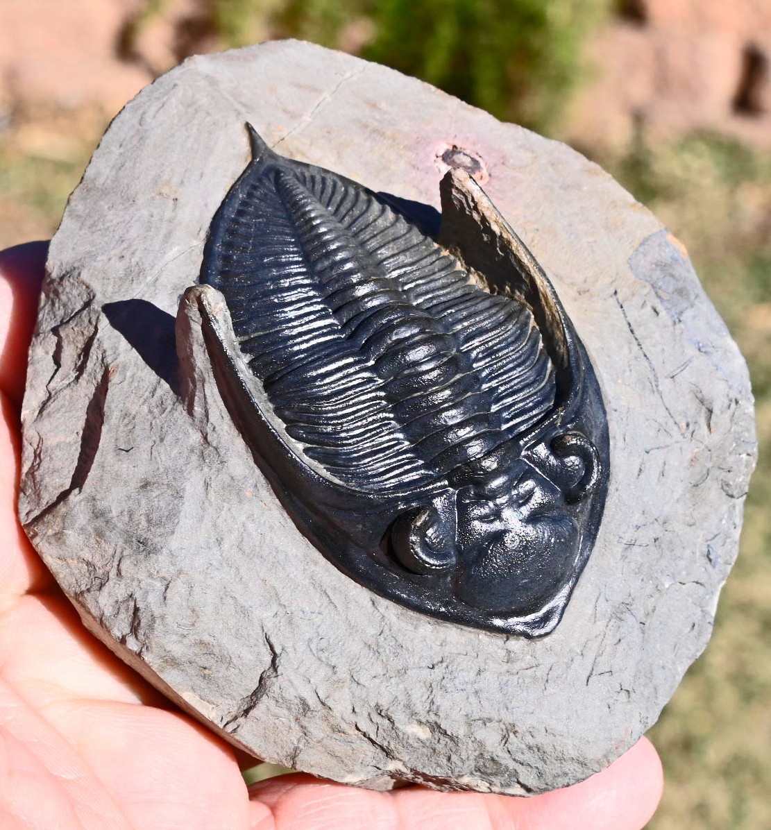 Trilobite Fossil, Zlichovaspis (Odontochile), from Morocco #1