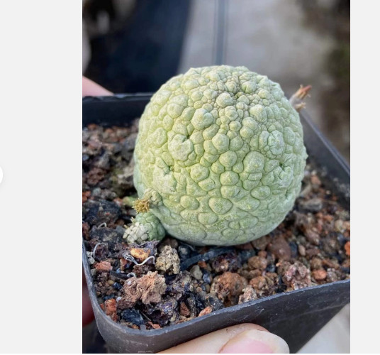 Larryleachia cactiformis +Pseudolithos migiurtinus