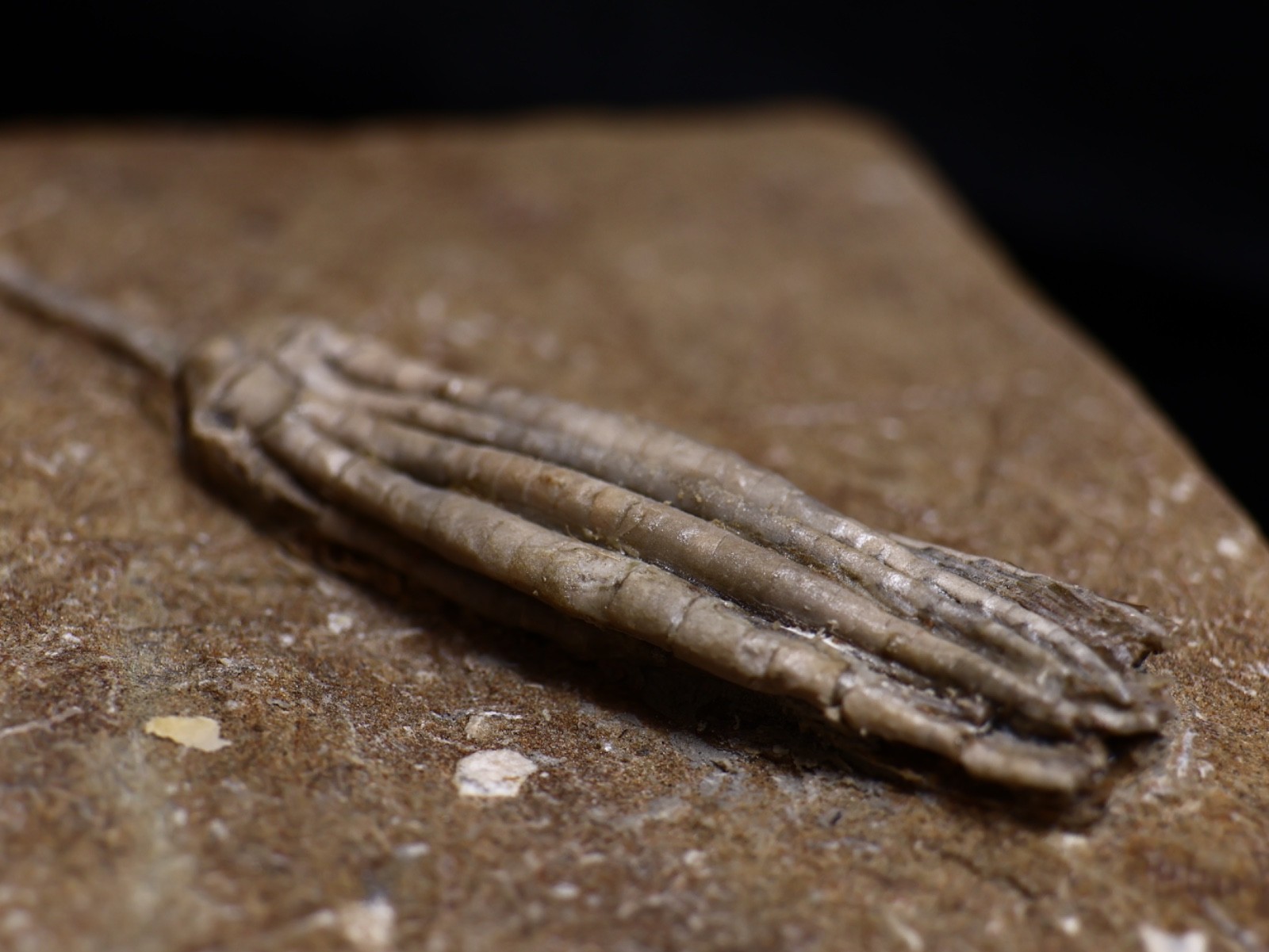 Gorgeously Detailed Scytalocrinus decadactylus Crinoid, Crawfordsville, IN