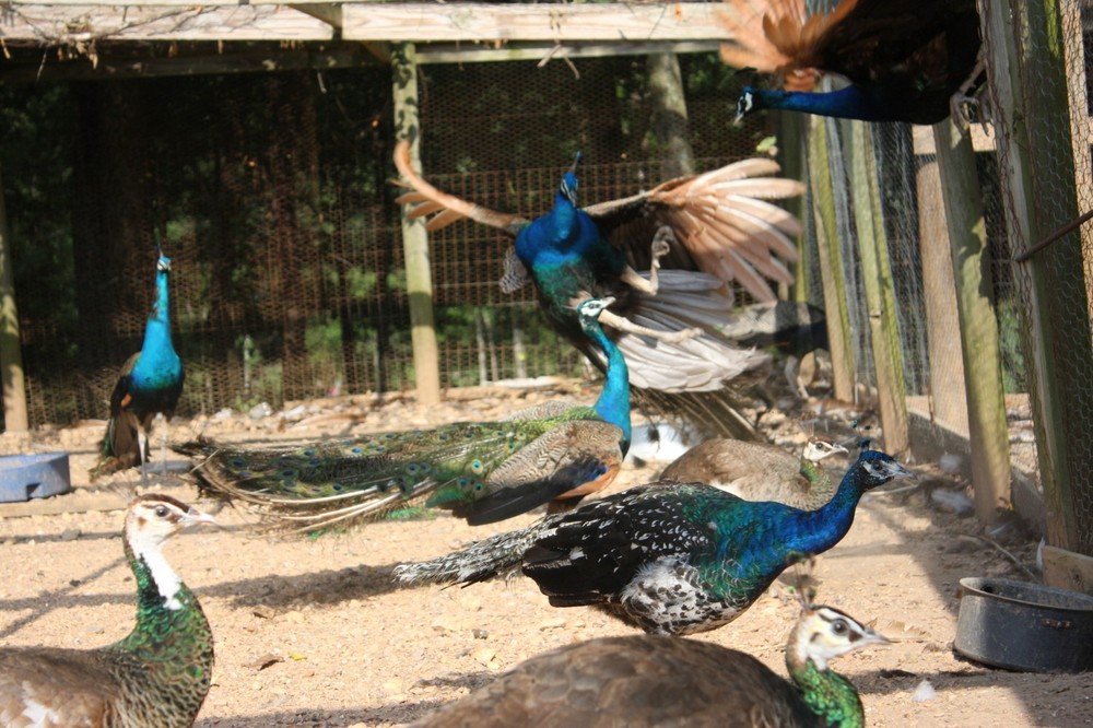 4 Peacock Hatching Eggs