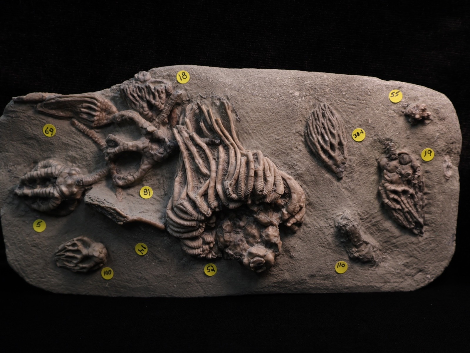 Meaty Plate of Fossil Crinoids, Crawfordsville, IN