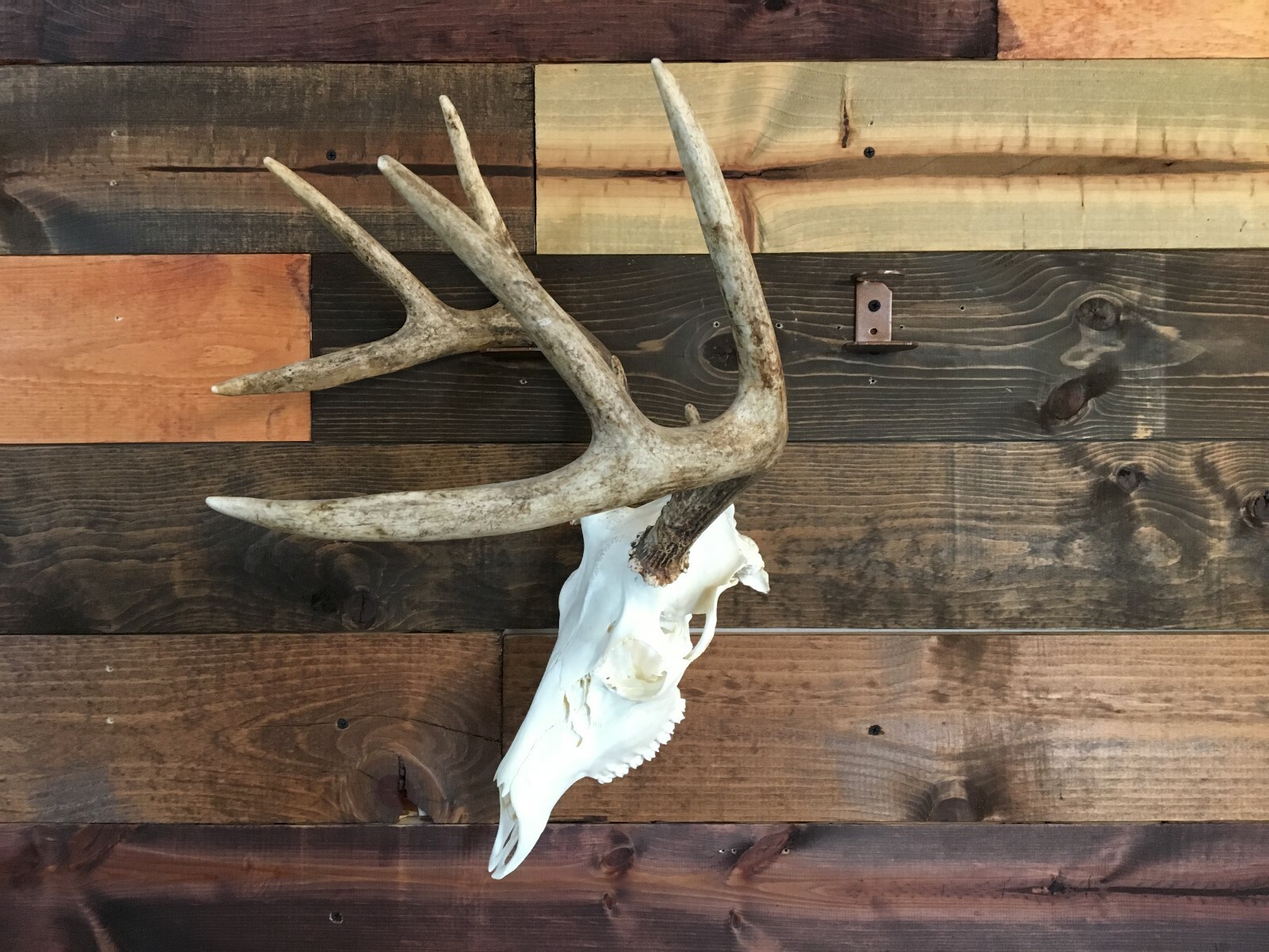 Amazeen Outdoors Shed Antler Mount Hanger Whitetail Mule Deer Sheds Bone Skull