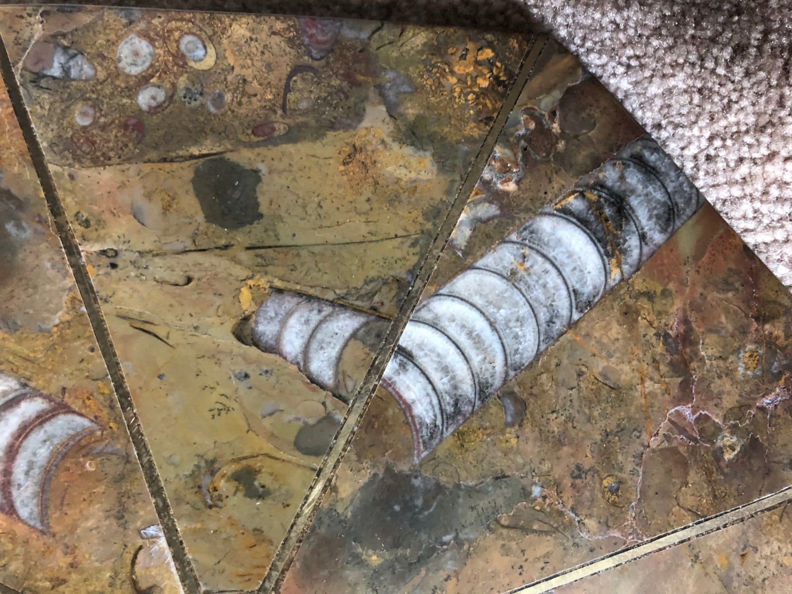 Ammonite Orthoceras Fossil Table Top Tabletop Nightstand 12-1/4" Inlay plate