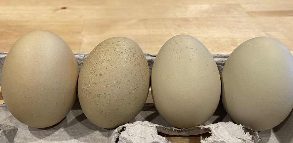 12 Welsummer X Green queen hatching eggs