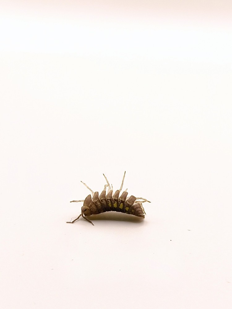 Isopod blind Box!! 17 Different Possibilities !