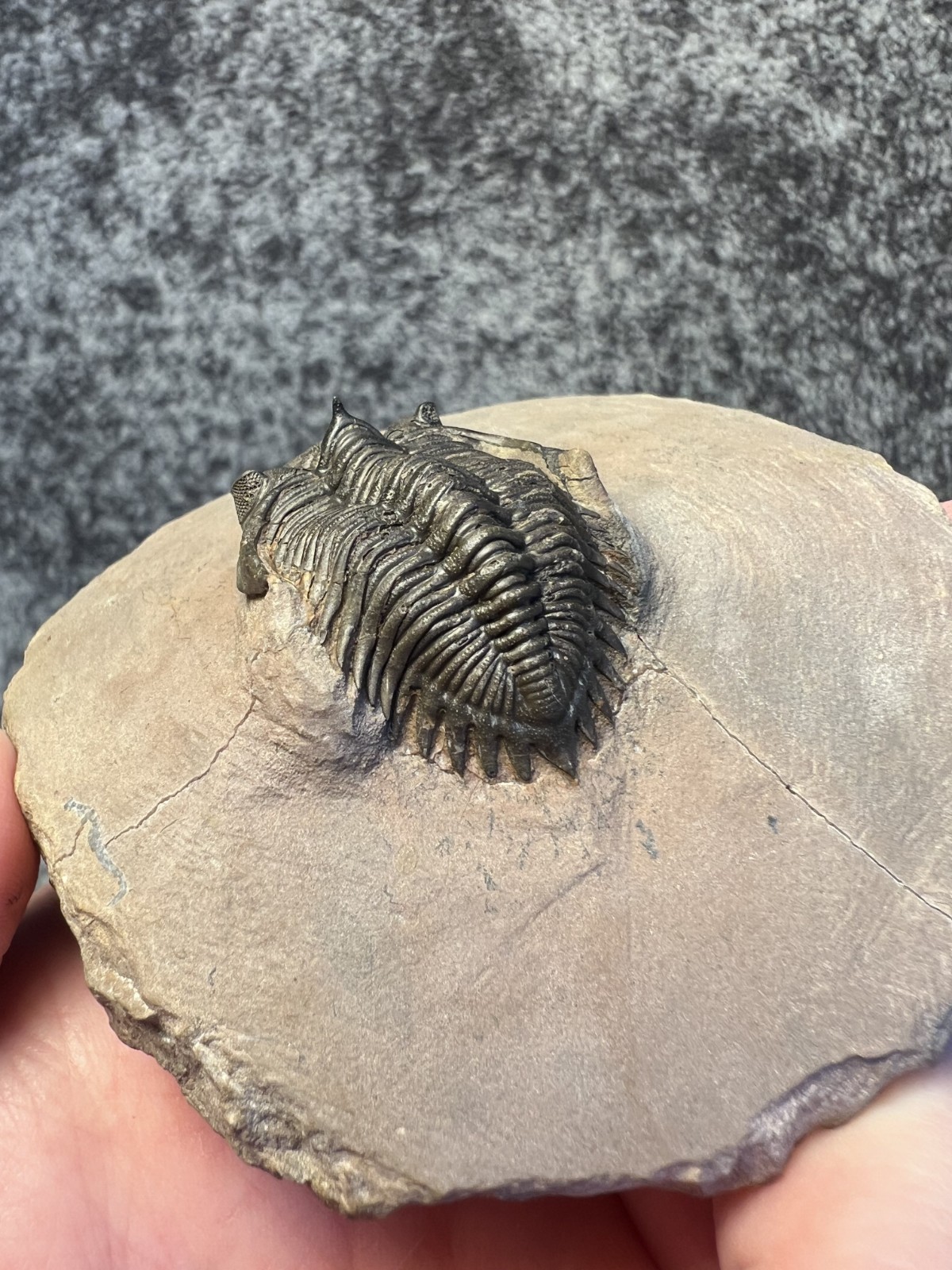 Metacanthina issoumourensis Trilobite Fossil – Collector Specimen