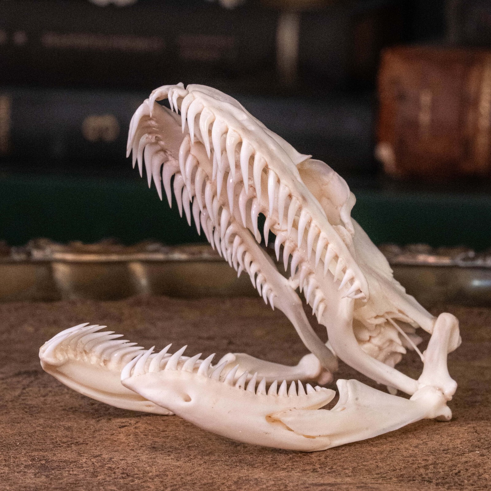 Real Python skull, 10 cm snake skeleton, snake taxidermy bone, boa anaconda