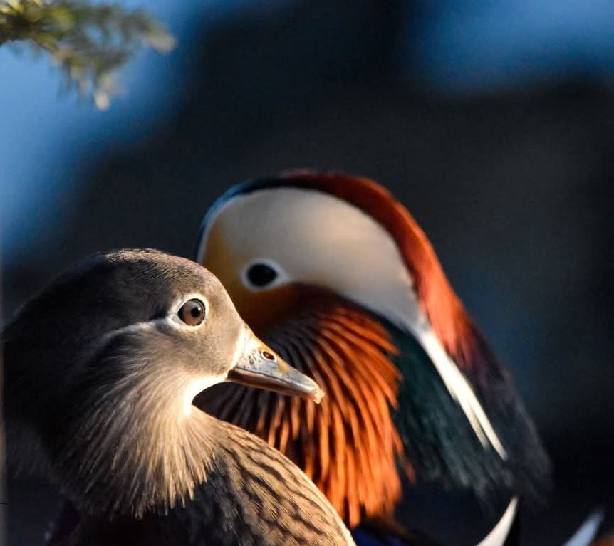 1 Regular SPLIT TO WHITE SINGLES Exotic Mandarin Duck Hatching Eggs PRESALE