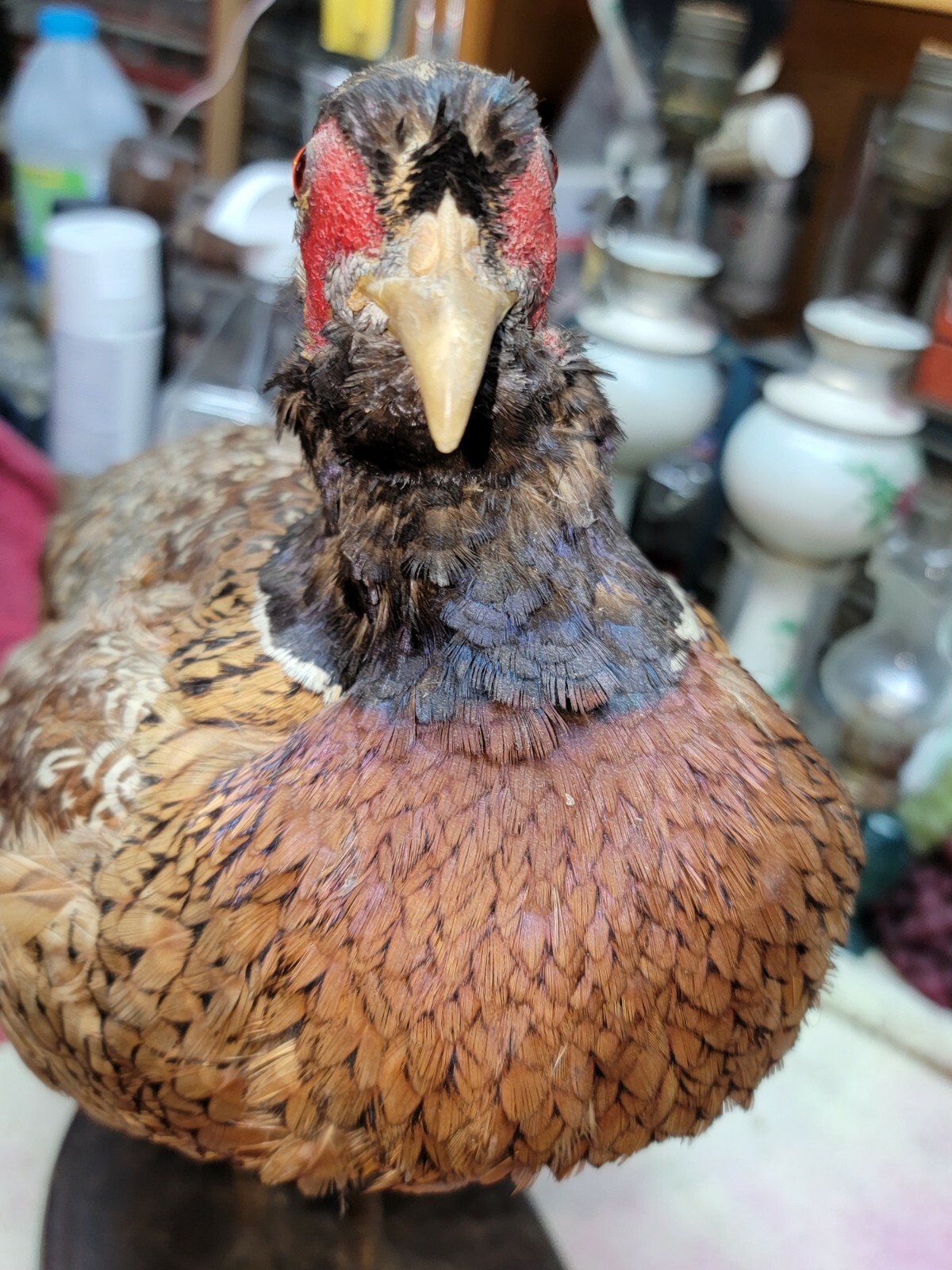 Female Hen Ringneck Pheasant Hen Taxidermy Mounted Plack/ Beautiful 😍 Colors