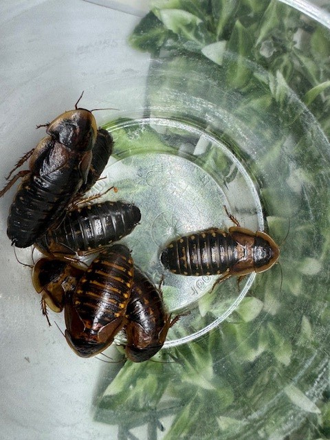 Dubia Feeder Roaches Arboreal Attitudes LLC  (Blaptica Dubia)