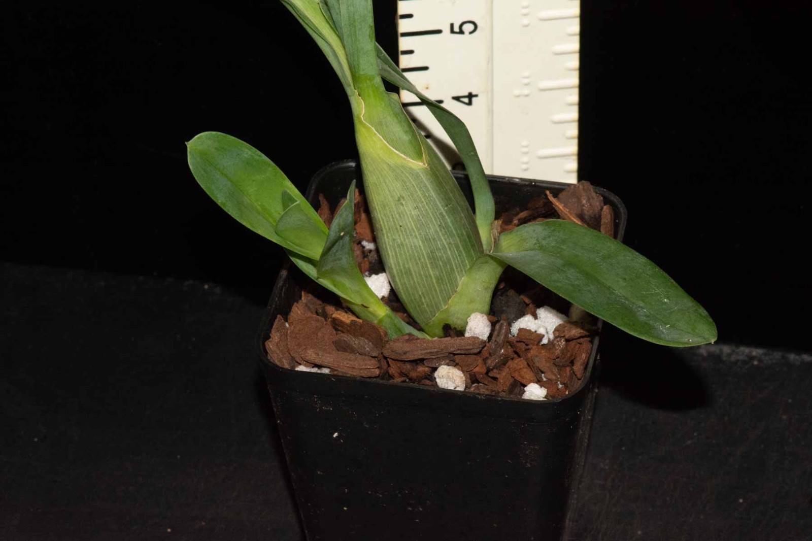 Grammangis ellisii #3