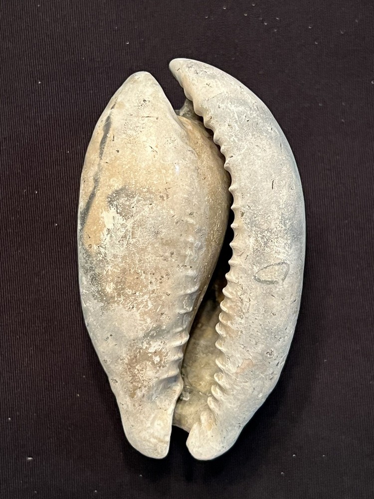 EXTINCT Fossilized COWRIE Shell ( Akleistostoma Macbrideae ) From Central Fl