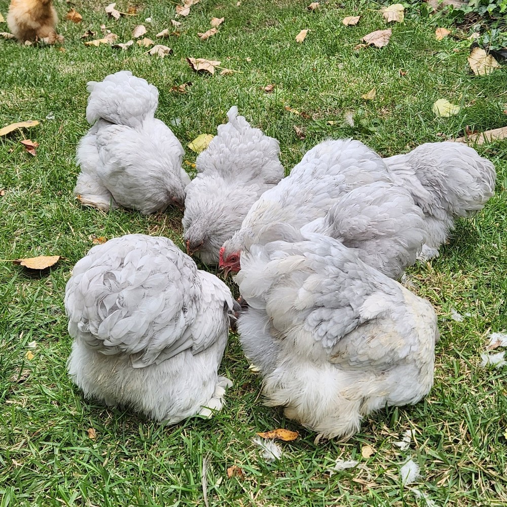 6+ Lavender (Self Blue) Bantam Cochin Hatching Eggs