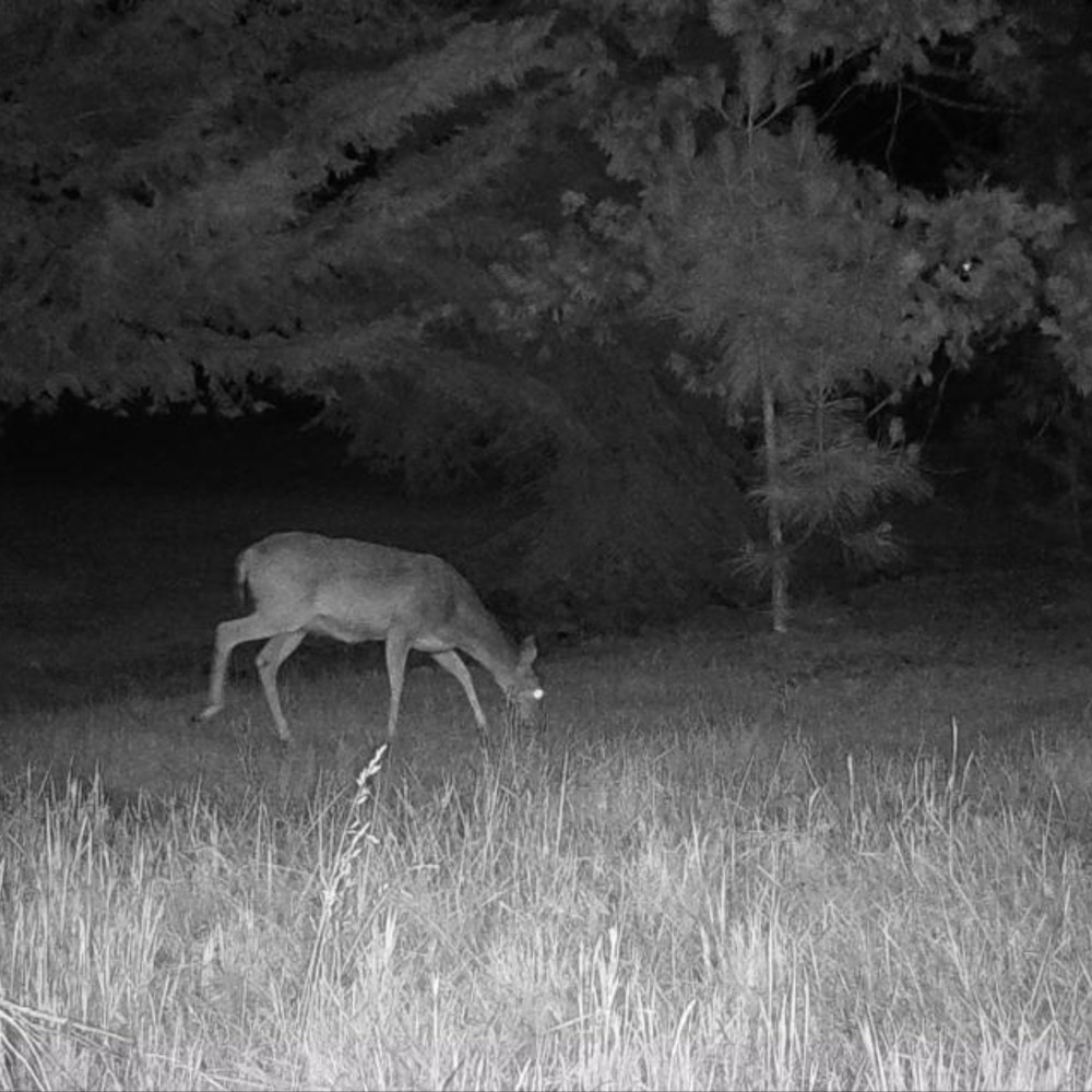 Cuddeback CuddeLink Wireless, 3rd Gen 4-pack Bundle with Home Camera Starter Kit