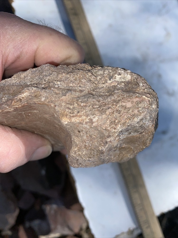 Structural dinosaur bone