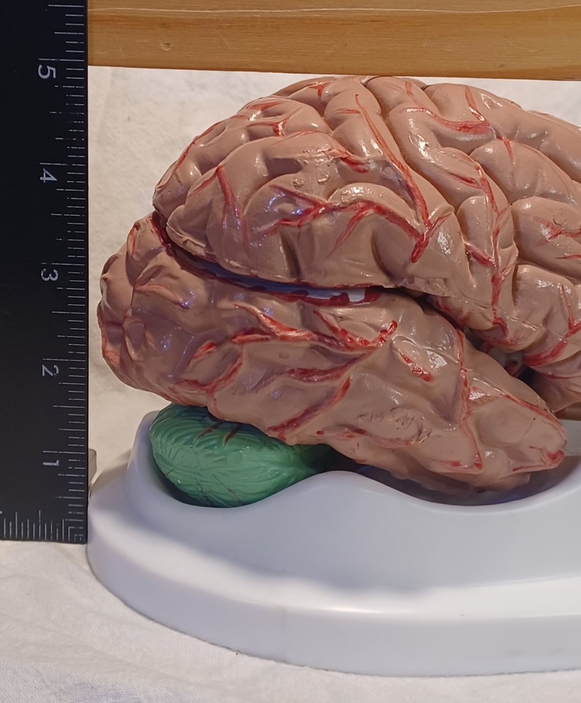 Human Brain Anatomically Sized Model Teaching Study Display Medical Science -Z