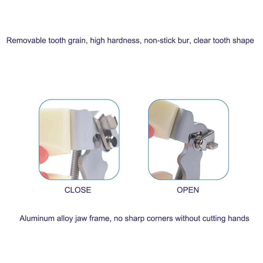 24 Teeth Removable Replaceable Children Deciduous Tooth Preparation Teacth Model