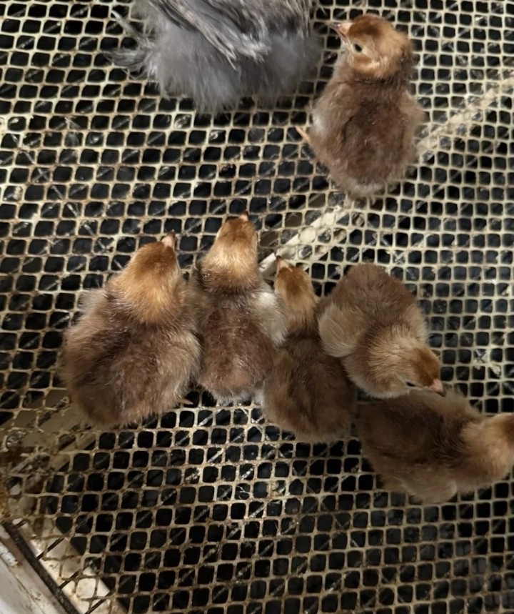 12 Rhode Island Red Bantam Hatching Eggs , Exhibition Quality