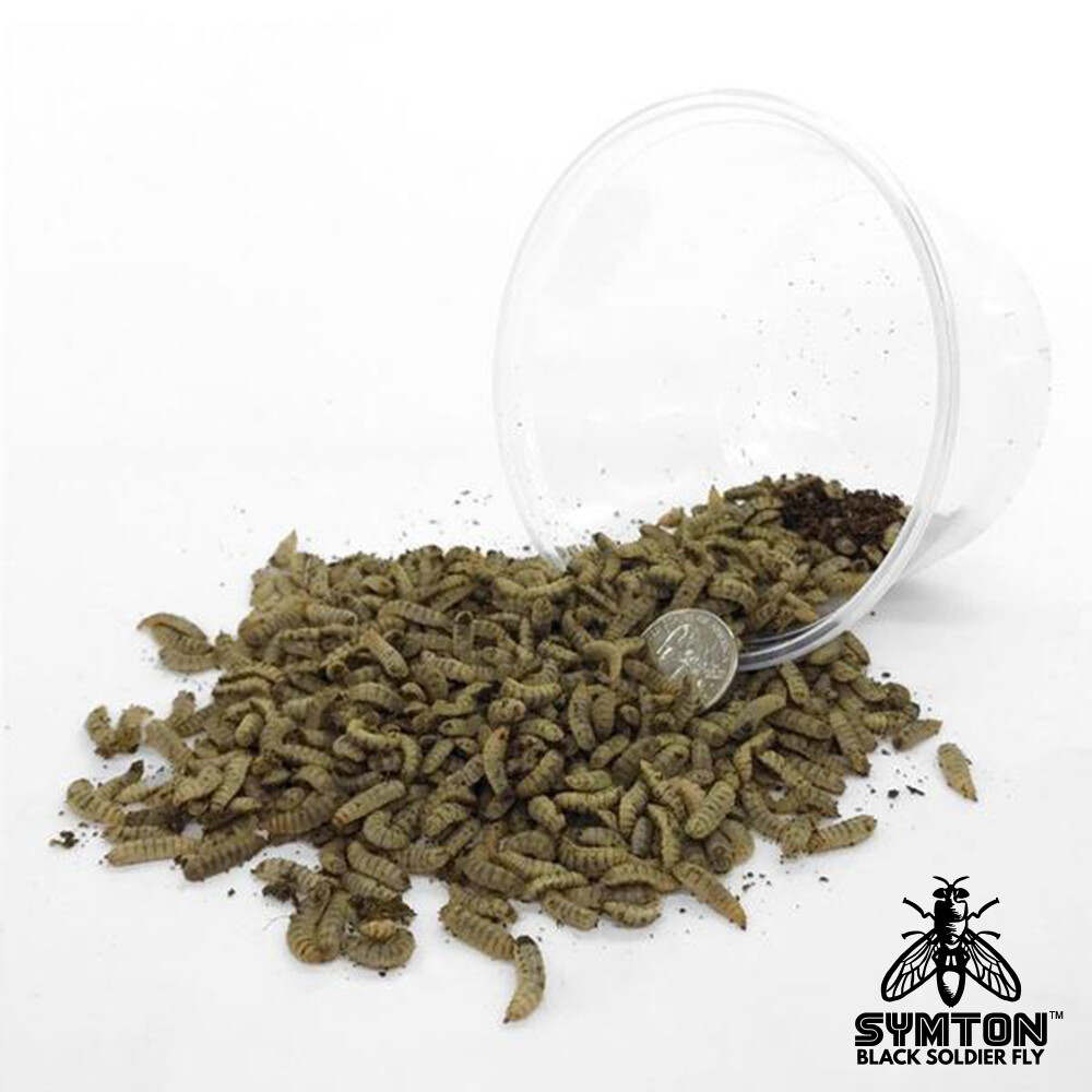 Live Feeders - Black Soldier Fly Larvae (Large)