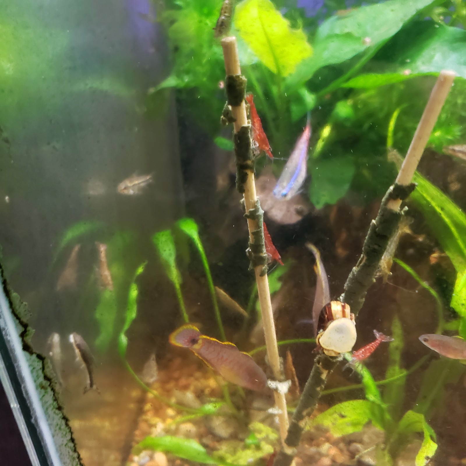 Shrimp Lollies Nano 60 CT Variety Pack (20/20/20) & 3 Holders