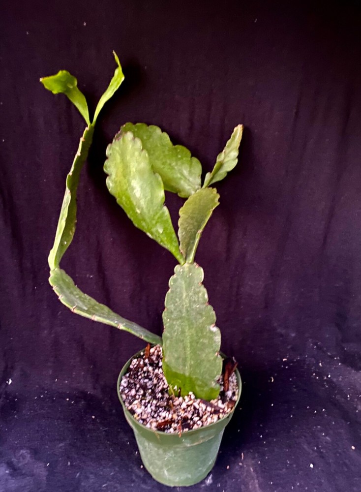 Rhipsalis pachyptera, succulent